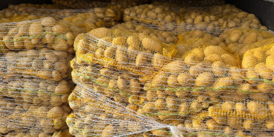 Ofrecemos Patatas Soraya envasadas en sacos de 15kg. Calibre