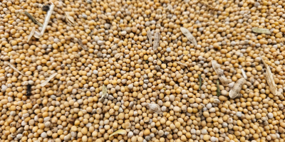 Venderé ~24t de mostaza blanca, producto propio del agricultor,