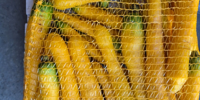 Estoy vendiendo zanahorias amarillas. Embalado en bolsas raschel de