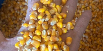 1. Product: YELLOW CORN 2. Origin: ARGENTINA 3. Specification: