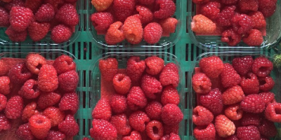 Hola, producimos frambuesas de túnel, grosellas rojas, arándanos, tenemos