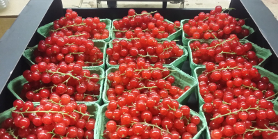 Hola, producimos frambuesas de túnel, grosellas rojas, arándanos, tenemos