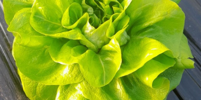 Lechuga mantecosa en venta por una semana, semana y