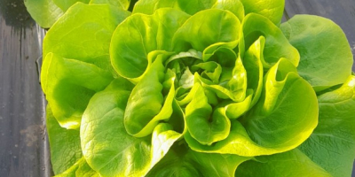 Lechuga mantecosa en venta por una semana, semana y