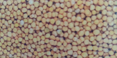 Vendo mostaza seca y limpia. Energía de germinación 88,