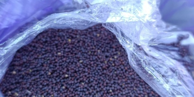 Le ofrecemos mostaza negra al precio de 2600 zlotys/t