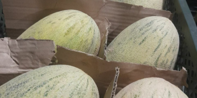 Fruta liofilizada Fresa -16$ kg Exportación a todo el