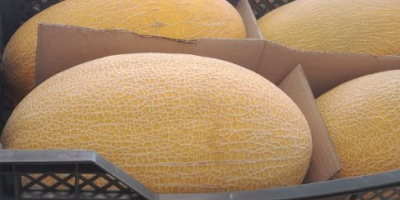 Fruta liofilizada Fresa -16$ kg Exportación a todo el