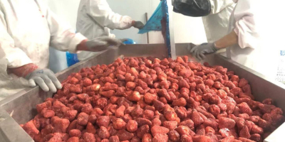 Fruta liofilizada Fresa -16$ kg Exportación a todo el