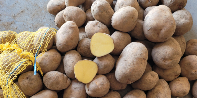 Papas de mesa de las variedades Melody, Catania, Jurek,