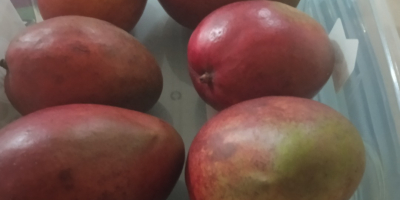 Mango de primera calidad ecológico , cultivado con cariño