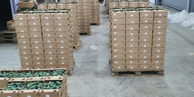 Distribuidor directo de verduras frescas, pepinos, tomates, pimientos, berenjenas.