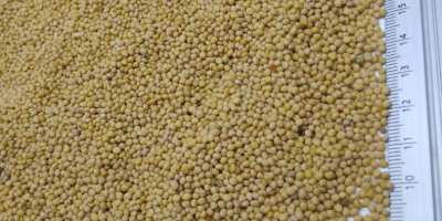 Ofrecemos mostaza de alta calidad con una pureza del