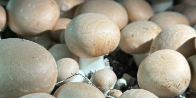 Vendo champiñones blancos, marrones, portobello, planos y ostra. Empacamos