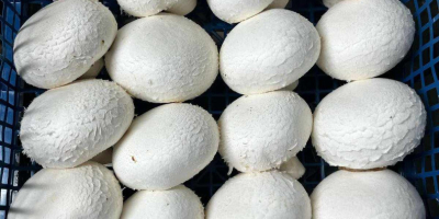 Vendo champiñones blancos, portobello marrones, planos y ostra. Empacamos