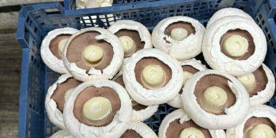 Vendo champiñones blancos, portobello marrones, planos y ostra. Empacamos