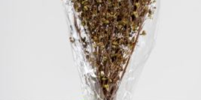 Orégano orgánico en manojos de 30g Nuestro orégano es