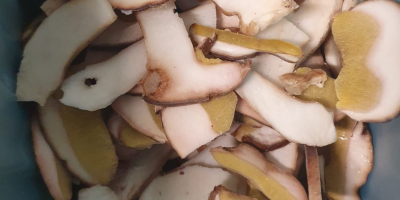 Boletus edulis en rodajas, primera calidad