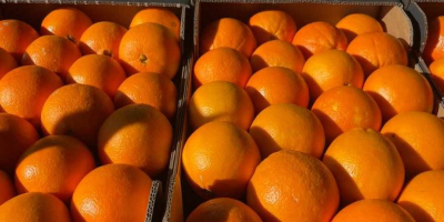 Mercancía fresca cosechada el mismo día de la carga...naranjas