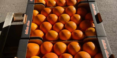 Mercancía fresca cosechada el mismo día de la carga...naranjas