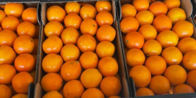 Mercancía fresca cosechada el mismo día de la carga...naranjas