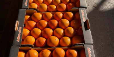 Mercancía fresca cosechada el mismo día de la carga...naranjas
