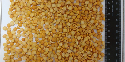 Buenas tardes. Nosotros, la empresa YEDNIST`FOOD, nos dedicamos al