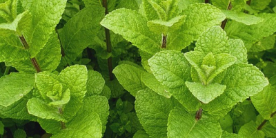 Menta maravillosamente aromática, 100% natural.