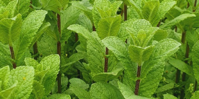 Menta maravillosamente aromática, 100% natural.