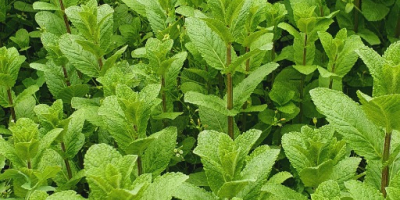 Menta maravillosamente aromática, 100% natural.