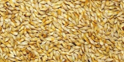 Necesitamos un gran pedido de cebada para alimentación animal