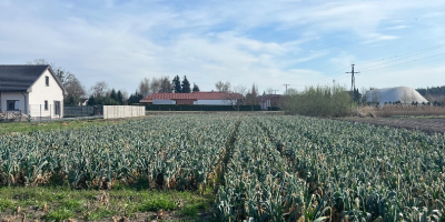 Temporada de invierno – ¡100% ecológico! Se vende calabaza