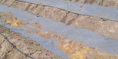 Vendo espárragos verdes. Para cantidades superiores a 10kg el