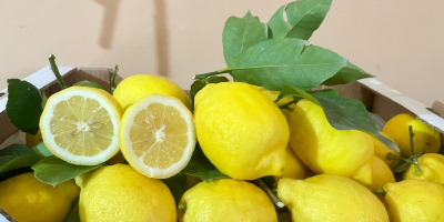 Royal Lemons es una pequeña explotación agrícola fundada en