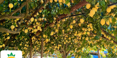 Royal Lemons es una pequeña explotación agrícola fundada en