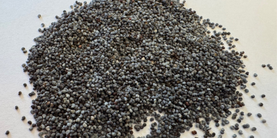 Semillas de amapola azul. PUREZA: 99,99%, HUMEDAD: máx. 7,5%,