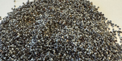 Semillas de amapola azul. PUREZA: 99,99%, HUMEDAD: máx. 7,5%,