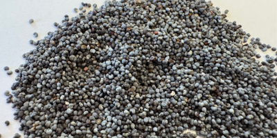 Semillas de amapola azul. PUREZA: 99,99%, HUMEDAD: máx. 7,5%,