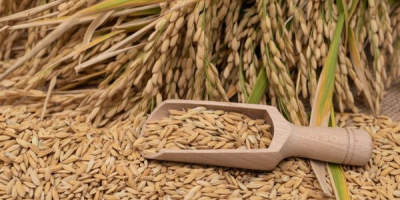 Vendo 150 toneladas de arroz paddy, variedad Cameo, del