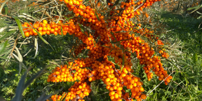 - Espino amarillo ecológico clase A, seleccionado ópticamente IQF,
