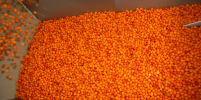 - Espino amarillo ecológico clase A, seleccionado ópticamente IQF,