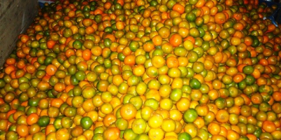Cítricos Molina es una empresa dedicada a la producción