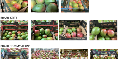 Mangos de Costa de Marfil, Brasil y Perú. Variedades