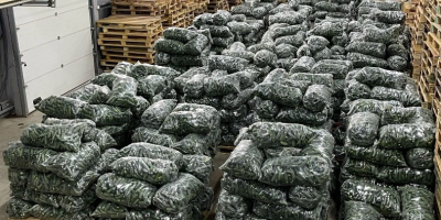 La empresa Alrob Distribution 2020 SRL vende pepinos rumanos,