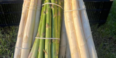 Vendo espárragos blancos y verdes en cualquier cantidad.