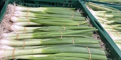 Estimados señores, soy productor de cebolletas de Polonia. Ofrecemos