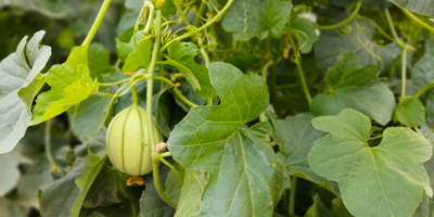 Melon Cantaloup Charentais de cosecha propia y fecha proxima