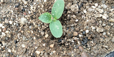 Melon Cantaloup Charentais de cosecha propia y fecha proxima