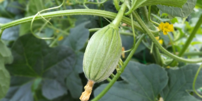 Melon Cantaloup Charentais de cosecha propia y fecha proxima