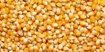 Oferta blanda - Maíz amarillo n.º 2 NGMO Alimento